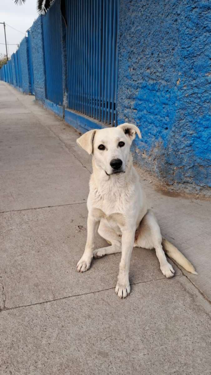Foto de la mascota