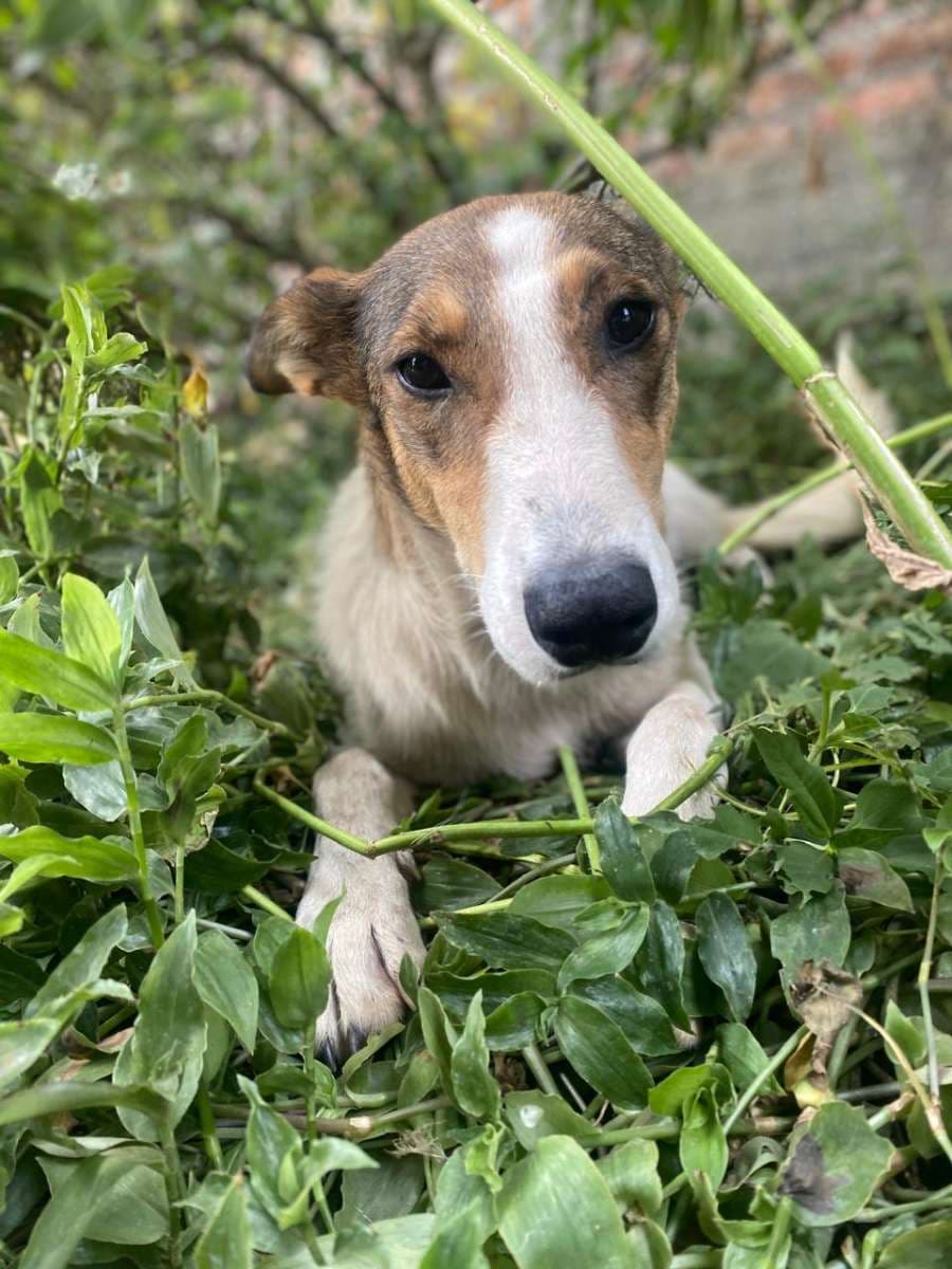 Foto de la mascota