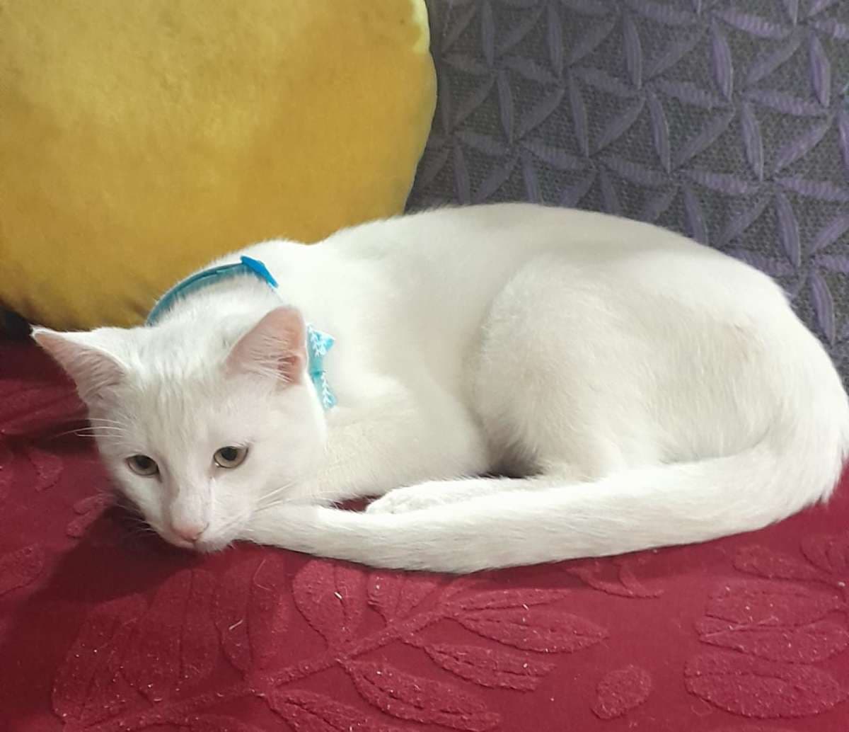 Foto de la mascota