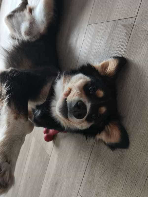 Foto de Pello