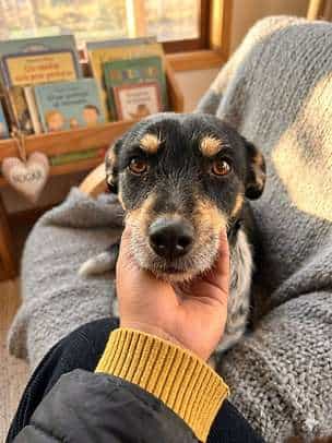 Foto de CLEO, mezcla Terrier Alemán de Caza