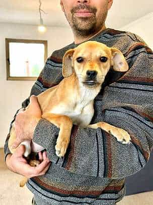 Foto de NALA, mezcla Pinscher Miniatura