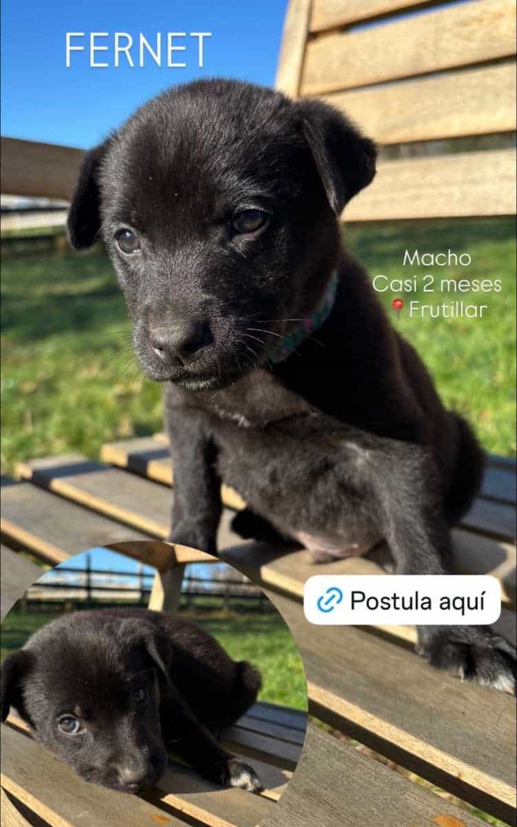 Foto de Fernet
