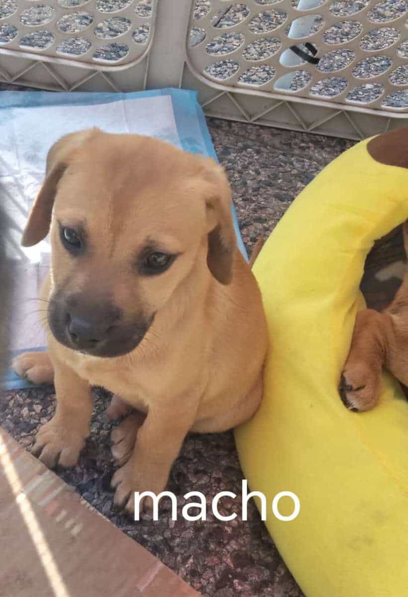 Foto de Albondiga