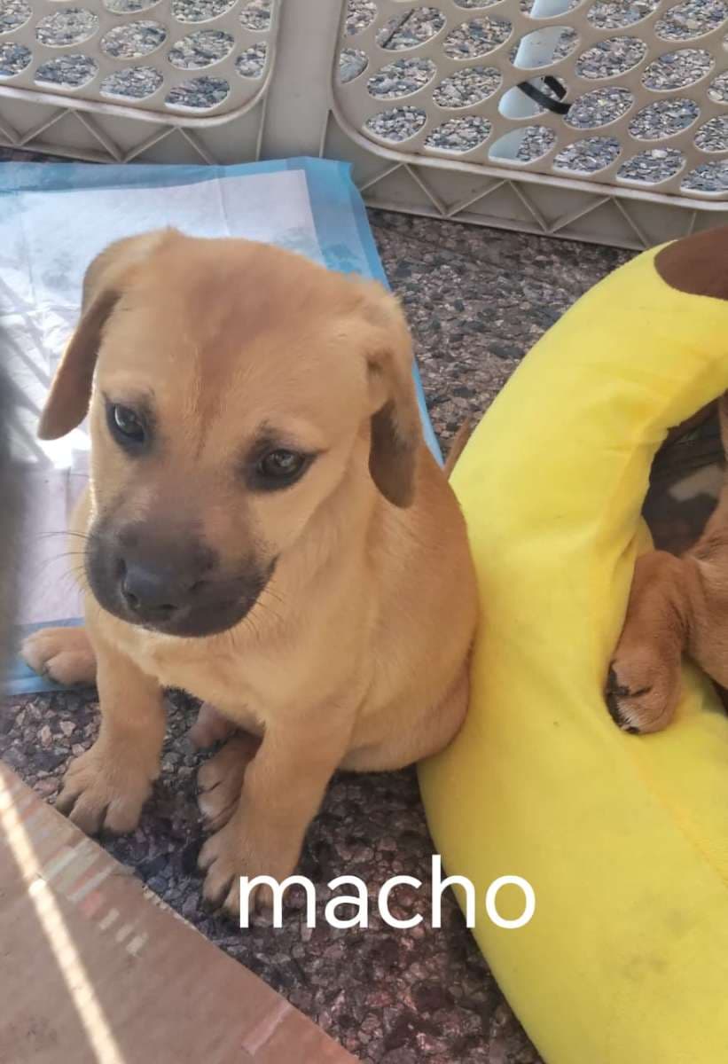 Foto de la mascota
