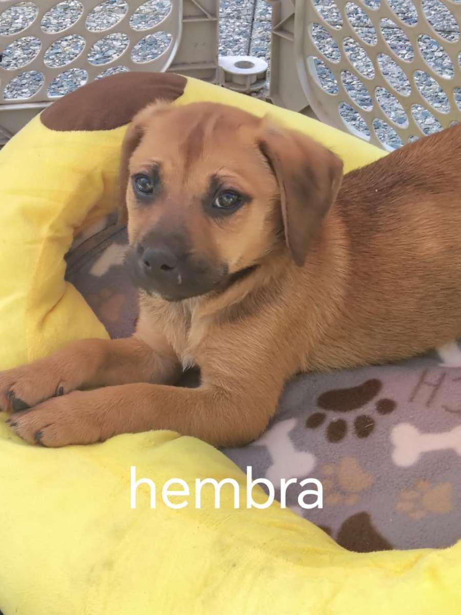 Foto de la mascota