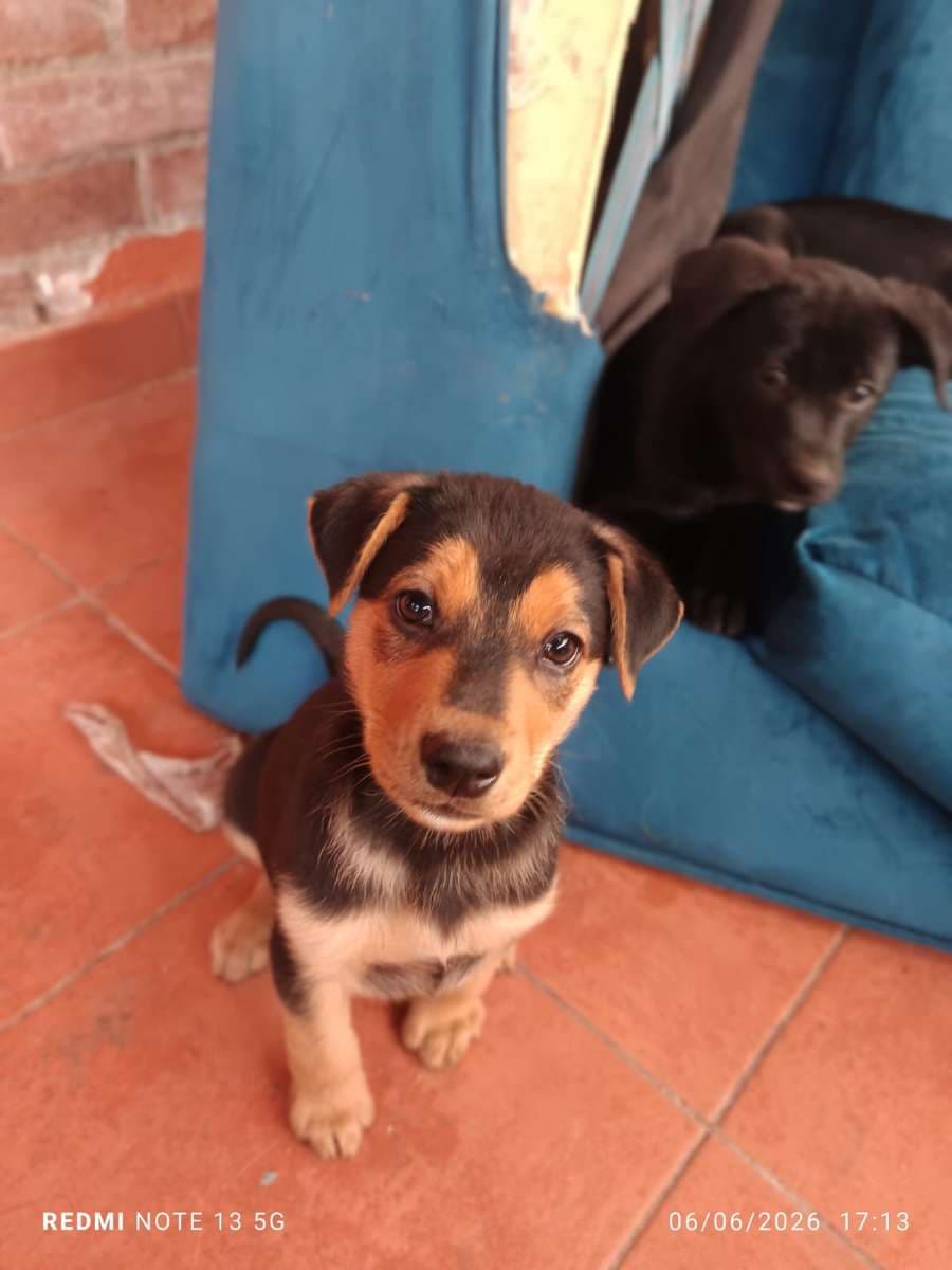 Foto de la mascota