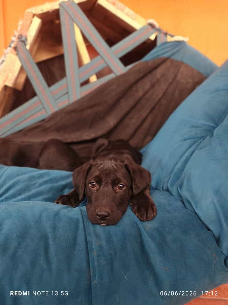 Foto de Morocho