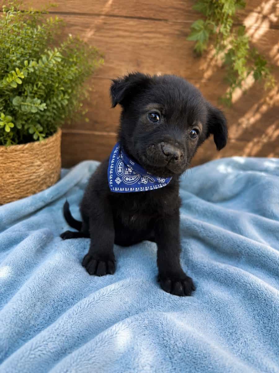 Foto de Apolo