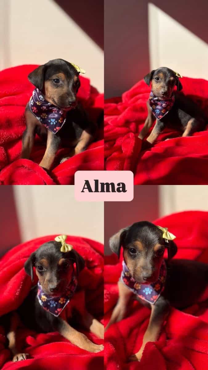 Foto de Alma