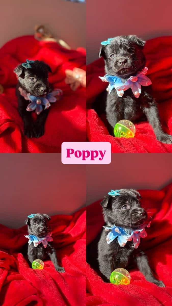 Foto de Poppy