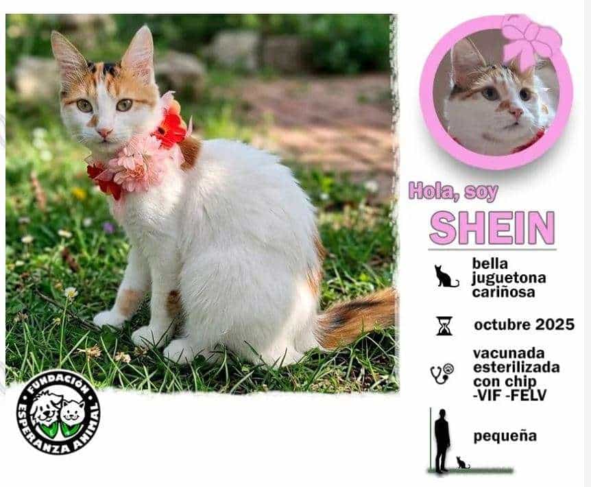 Foto de Shein