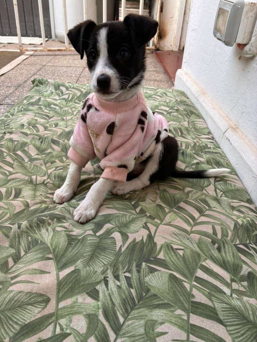 Foto de YISU