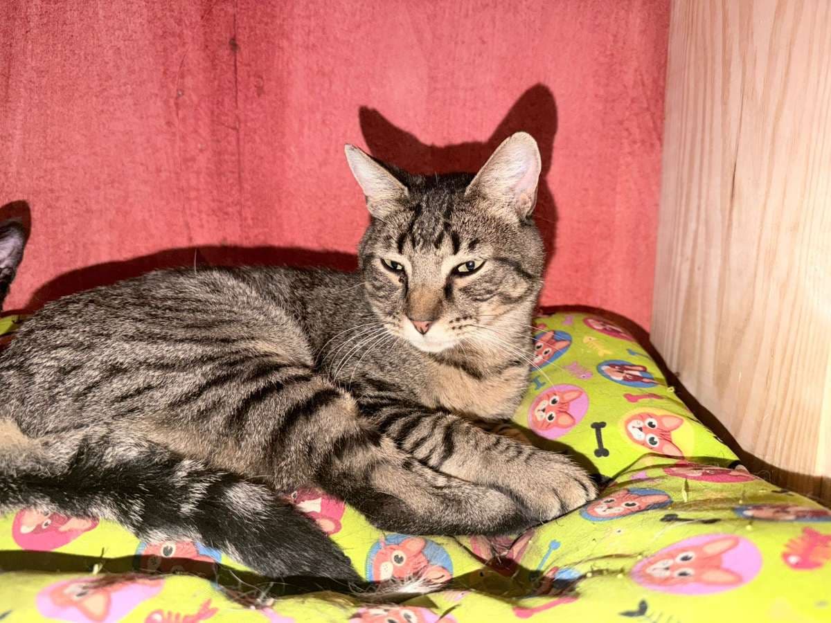 Foto 11