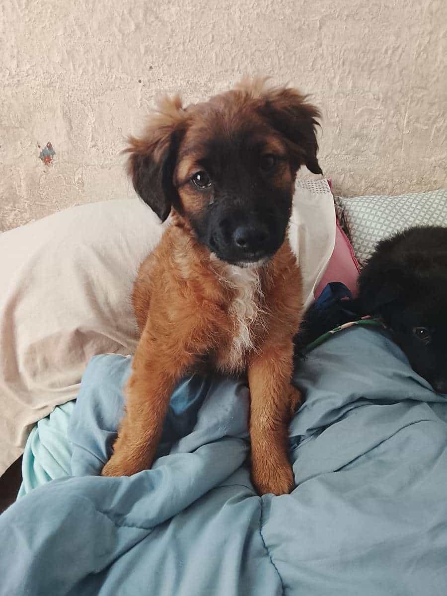 Video de la mascota