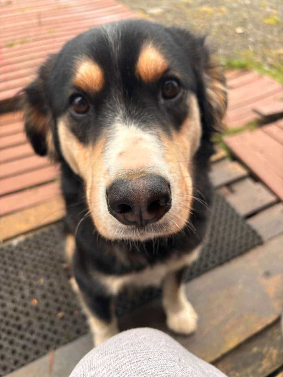 Foto de Pello