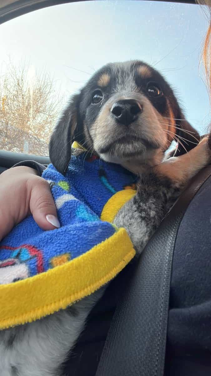 Foto de Oreo