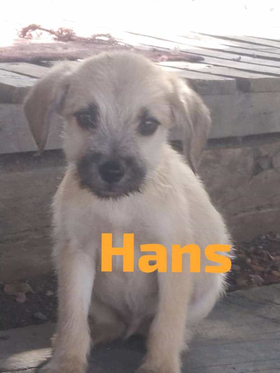 Foto de Hans