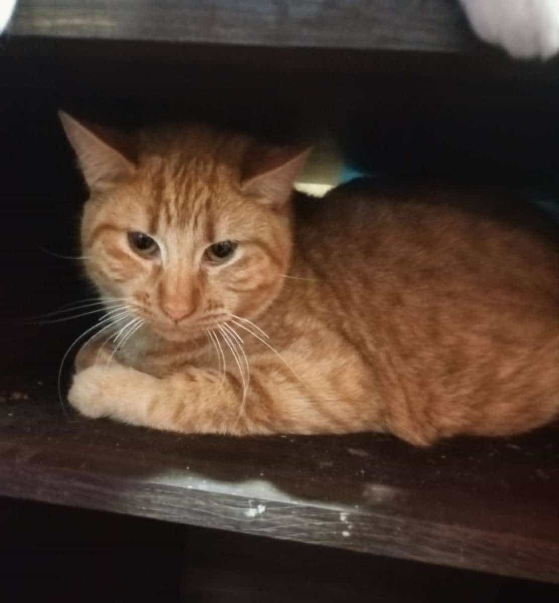 Foto de Garfield
