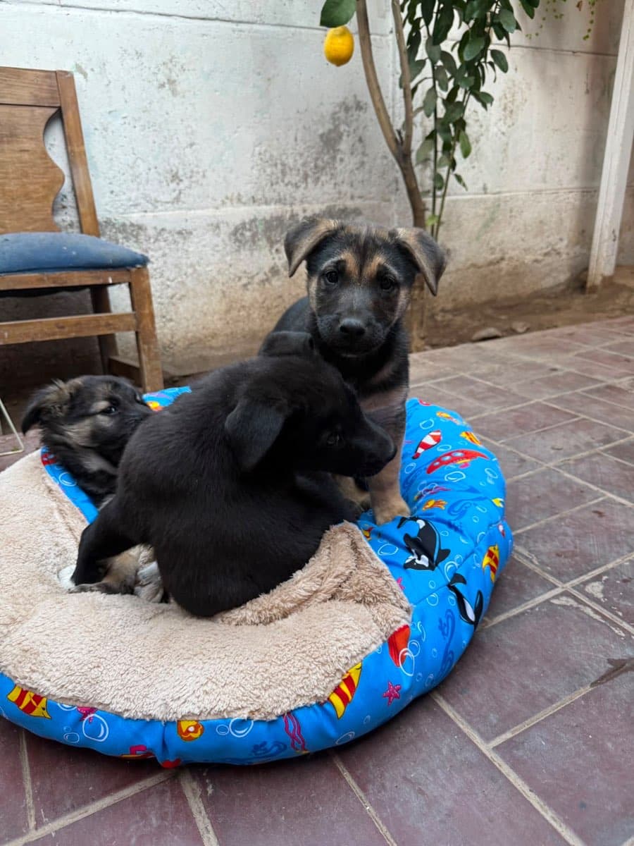 Foto 4