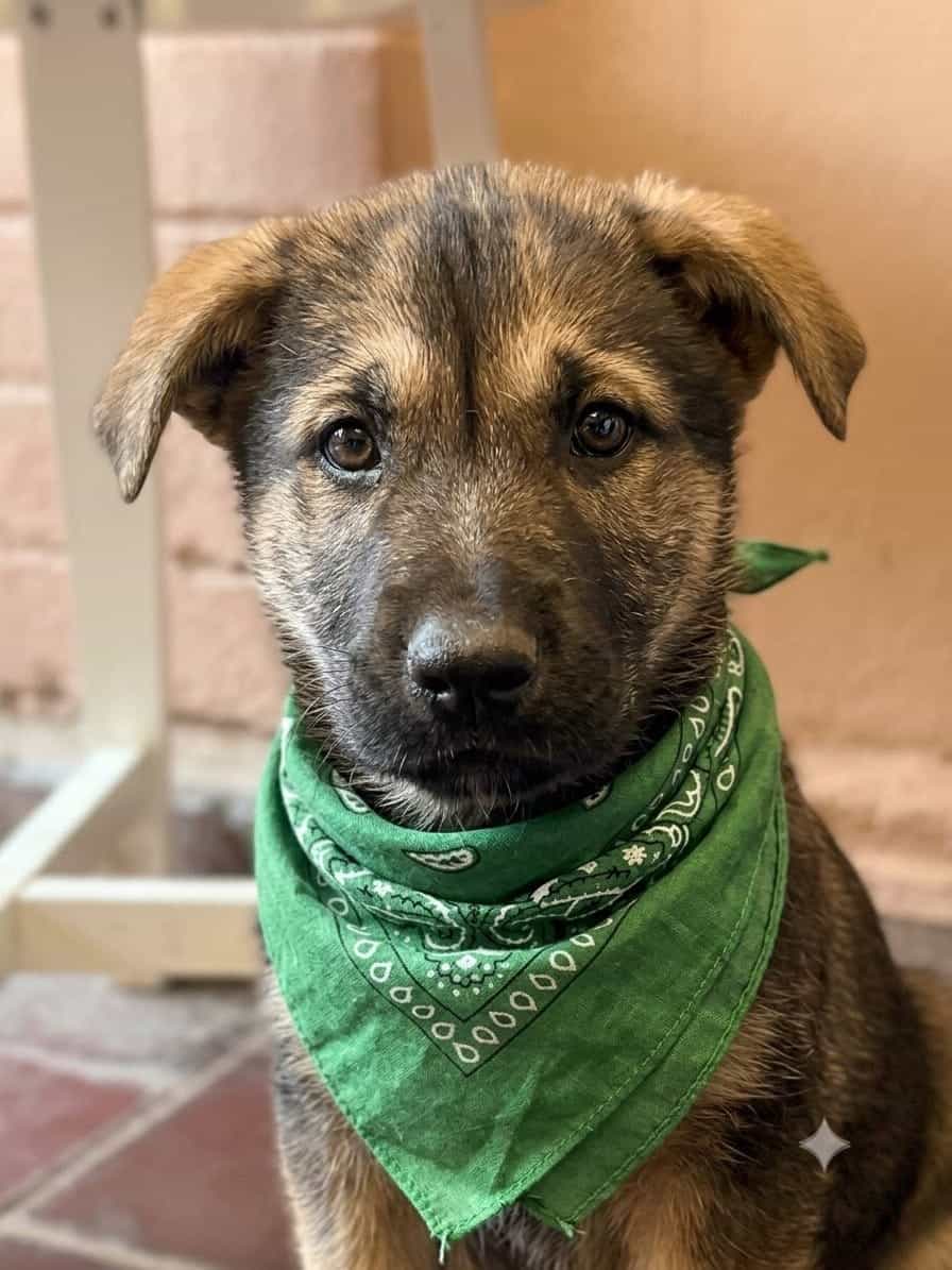 Foto de Sam