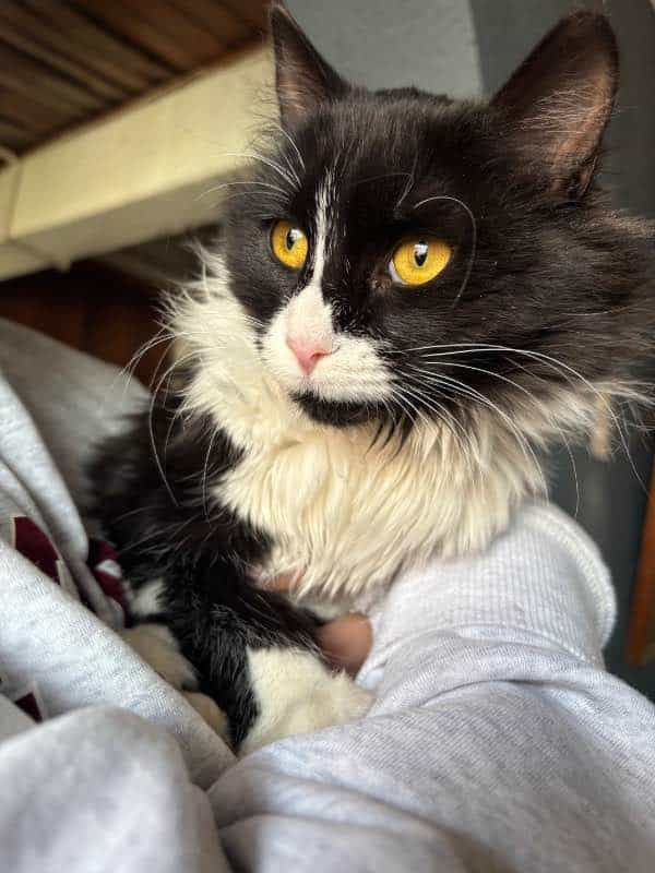 Foto de Mochi