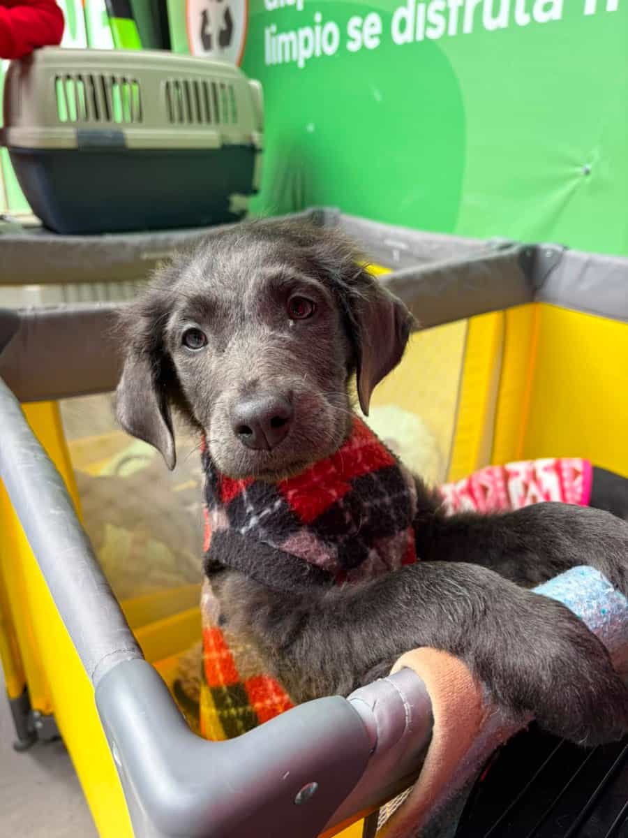 Foto de Brownie